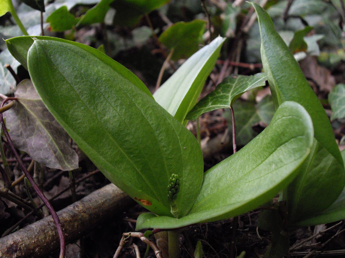 Listera ovata